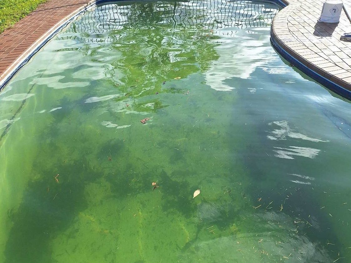 Backyard swimming pool with heavy green algae bloom through the water and leaves floating on the surface